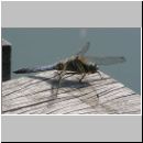 Orthetrum cancellatum - Grosser Blaupfeil m02.jpg